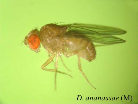 D. ananassae
