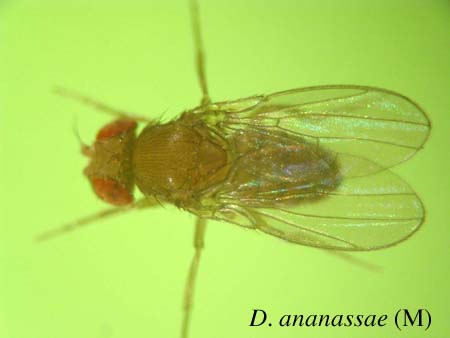 D. ananassae