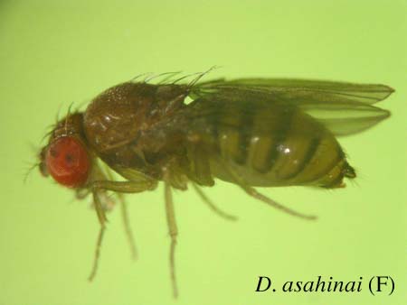 D. asahinai