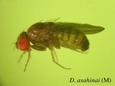 D. asahinai