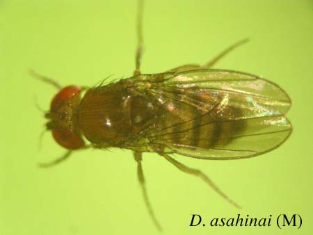 D. asahinai