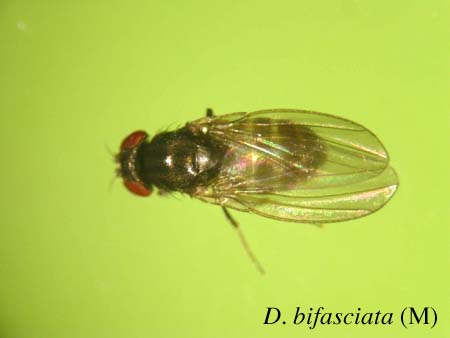D. bifasciata