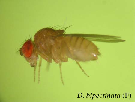 D. bipectinata