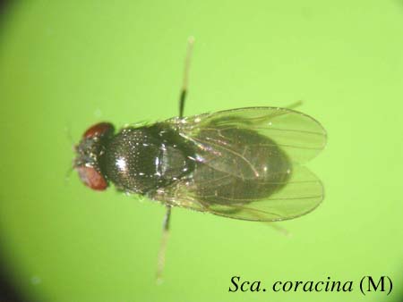 Sca. coracina