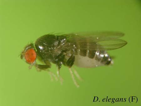 D. elegans