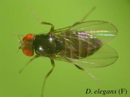 D. elegans