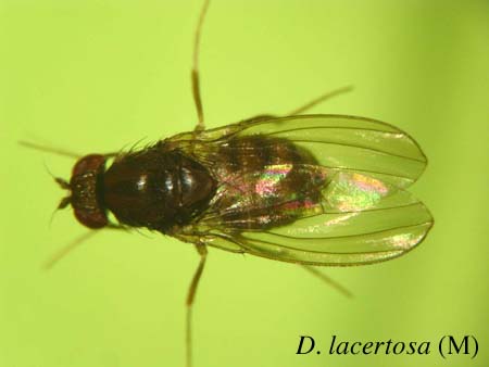 D. lacertosa