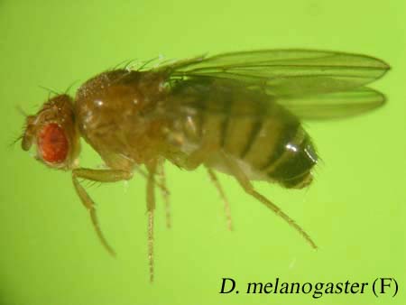 D. melanogaster
