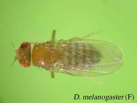 D. melanogaster
