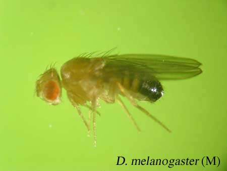 D. melanogaster