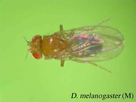 D. melanogaster