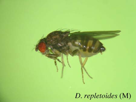 D. repletoides