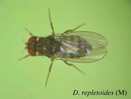 D. repletoides