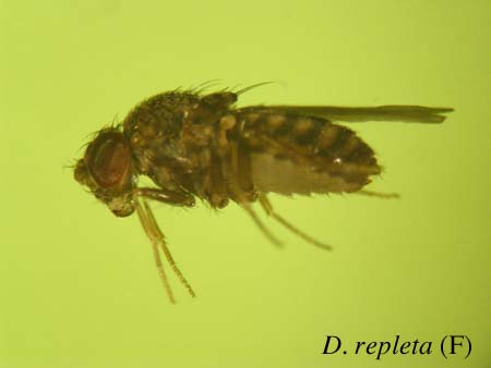 D. repleta