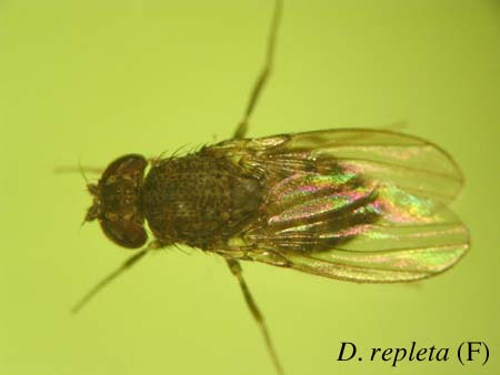 D. repleta