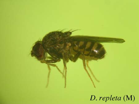 D. repleta