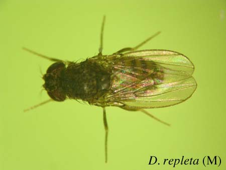 D. repleta