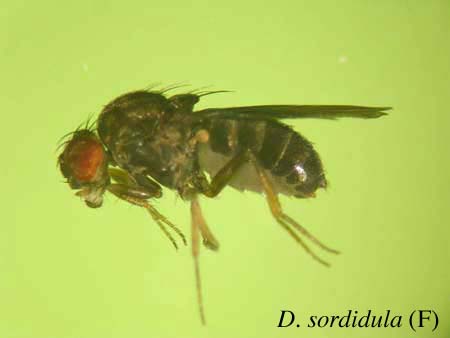 D. sordidula
