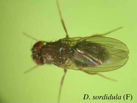D. sordidula