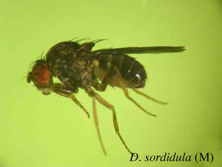 D. sordidula