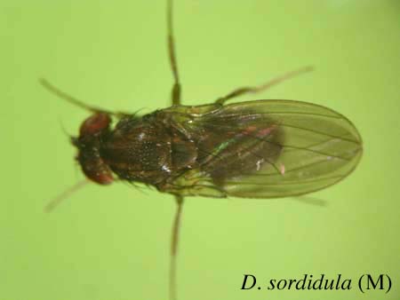 D. sordidula