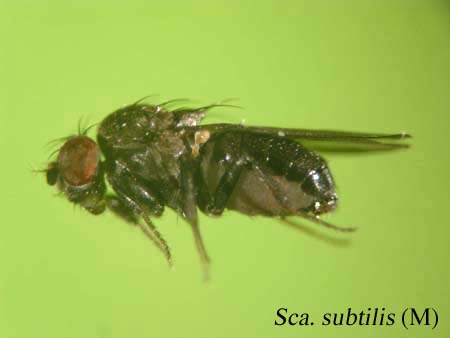 Sca. subtilis