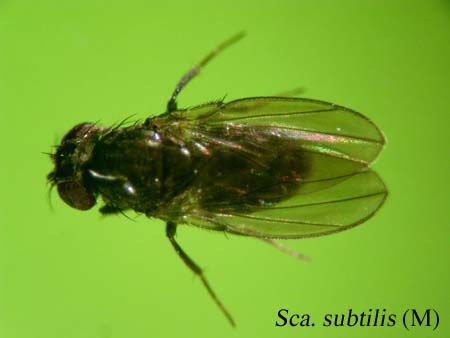 Sca. subtilis