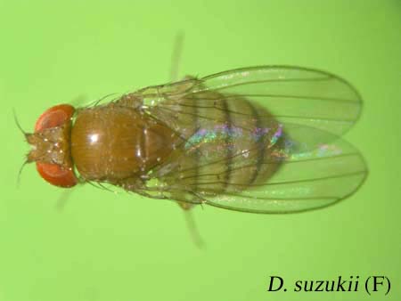 D. suzukii