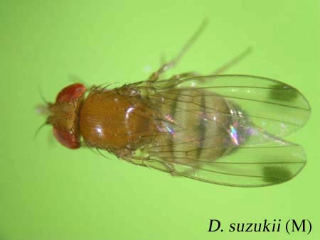 D. suzukii