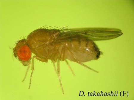 D. takahashii