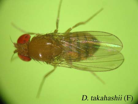 D. takahashii