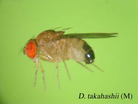 D. takahashii