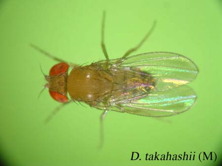 D. takahashii