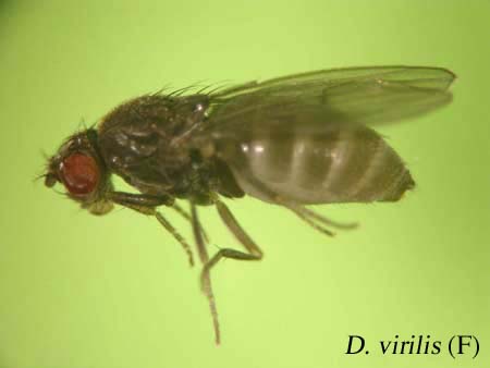 D. virilis