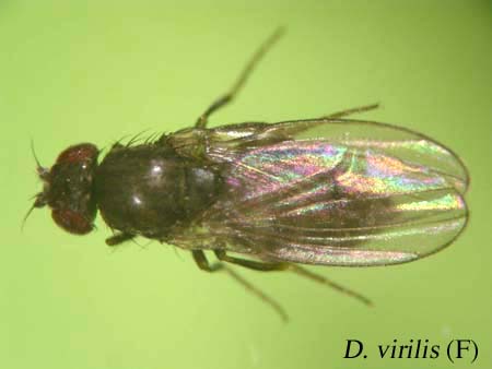 D. virilis